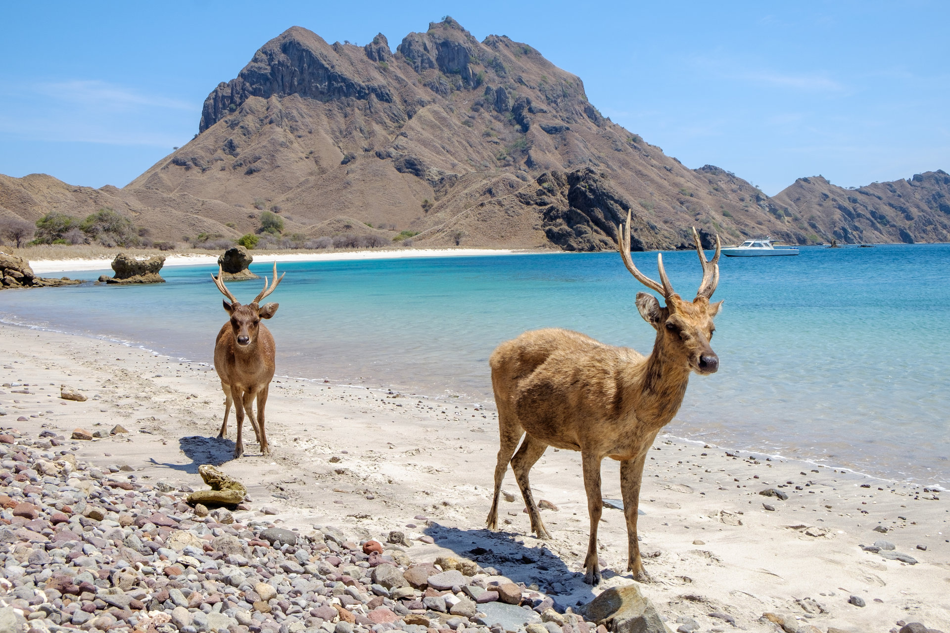 Indonesian,Deer,In,Padar,Island,,Komodo,National,Park,,East,Nusa