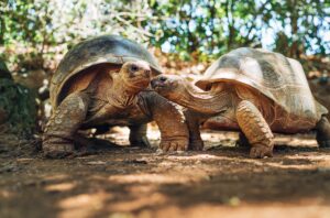 Couple,Of,Aldabra,Giant,Tortoises,Endemic,Species,-,One,Of