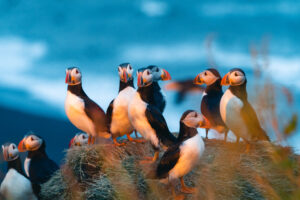 Atlantic,Puffin,Also,Know,As,Common,Puffin,Is,A,Species