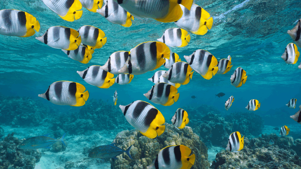 Tropical fish school of butterflyfish (Chaetodon ulietensis) underwater in the south Pacific ocean, natural scene, French Polynesia, Bora Bora